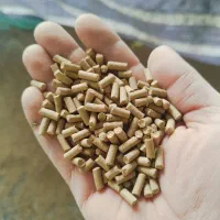 دان پلت بومی / گوشتی