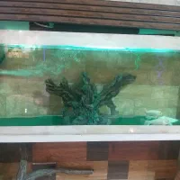 آکواریوم همراه ماهی باتمام لوازم و پایه متحرک|ماهی|گلبهار, شهر جدید گلبهار|دیوار