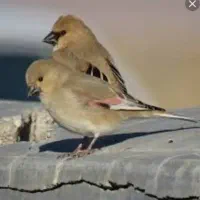 سهره بال صورتی نر