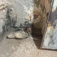 مرغ مینیاتوری