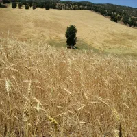 زمین کشاورزی دیم|فروش دفتر صنعتی، کشاورزی، تجاری|آرمرده, |دیوار