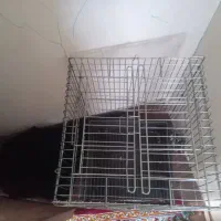 قفس کاسکو