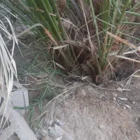 پاجوش یا دمیت نخل محبوبی درجه یک