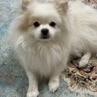 فروش فوری آگهی فروش سگ خونگی  پامر