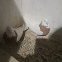 طوقی زردخالدار|پرنده|لالجین, |دیوار