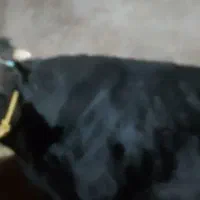 گاو شیری|حیوانات مزرعه|بروجرد, |دیوار