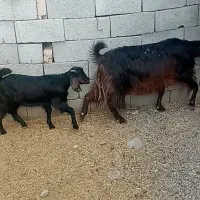 ۱راس بزوبزغاله قیمت۱۲میلیون۵۰۰|حیوانات مزرعه|آبدانان, |دیوار