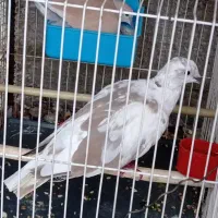 کبوتر خانگی|پرنده|ایرانشهر, |دیوار