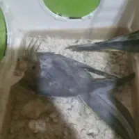 جفت عروس هلندی