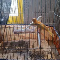 دو جفت قناری مولد به همراه یک جوجه|پرنده|رشت, بازار|دیوار
