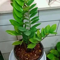 حراج تمام گل ها گلسرای فرشته شهرک قائم|گل و گیاه طبیعی|اراک, |دیوار