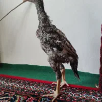 جوجه لاری اوشامو