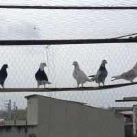 کبوتر پرشی|پرنده|آکند, |دیوار