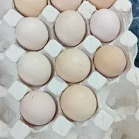 تخم مرغ برهما