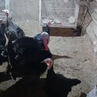 فروش بوقلمون