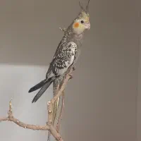 عروس هلندی طاووسی