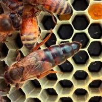 زنبور عسل|حیوانات مزرعه|سنندج, |دیوار