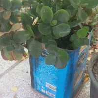 گل برگ قاشقی|گل و گیاه طبیعی|فردوس (خراسان), |دیوار
