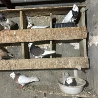 کبوتر کفتر طوقی شازده