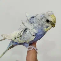 مرغ عشق ماده پروانه ای