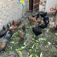 مرغ تخم گذار|حیوانات مزرعه|اصفهان, قهجاورستان|دیوار