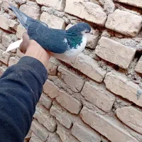 امری|پرنده|رفسنجان, |دیوار