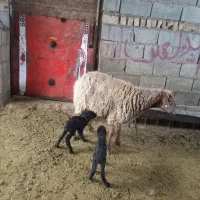 میش دوقلو|حیوانات مزرعه|گرمخان, |دیوار