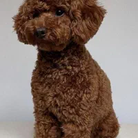 پودل مییاتوری(توی و رد)|سگ|اصفهان, شاهد|دیوار