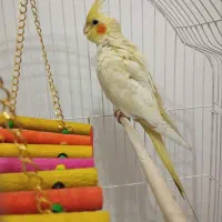 عروس هلندی