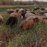 ۵۵راس میش آبستن گوسفندبره قوچ میش بره داردوقلو جمل|حیوانات مزرعه|شیروان (خراسان), |دیوار