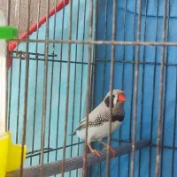 فنچ نر نوک قرمزی