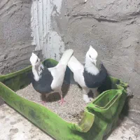 کبوتر پلاکی طوقی