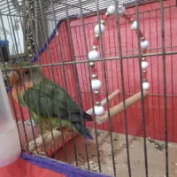 طوطی برزیلی|پرنده|بروجرد, |دیوار