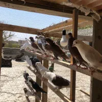 کبوتر|پرنده|کرج, گلدشت|دیوار
