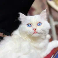 گربه پرشین