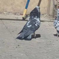 کفتر کله ماستی پرشی|پرنده|خمینی‌شهر, |دیوار