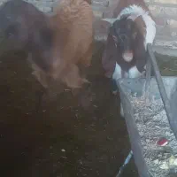 بزبزغاله میش|حیوانات مزرعه|تربت‌حیدریه, کوی شهید احمدزاده ملکی|دیوار