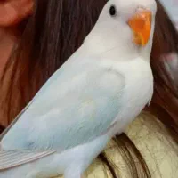 طوطی کوتوله برزیلی سرلاکی و کاملا دستی