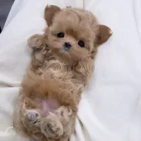 سگ میکرو|سگ|اصفهان, باغ فردوس|دیوار