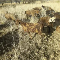 تی بز ماده چاق چاق واسه سر بریدن و داشتی