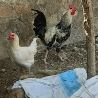 فروش خروس محلی