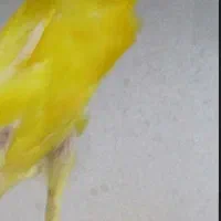 قناری دستی نریکساله