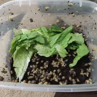 حلزون آلبینو|خزنده|ارومیه, |دیوار