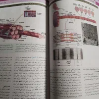 بافت شناسی پایه جان کوئیرا|کتاب و مجله آموزشی|اصفهان, سرچشمه|دیوار