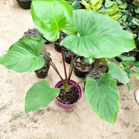 گل و کاکتوس|گل و گیاه طبیعی|نورآباد ممسنی, |دیوار