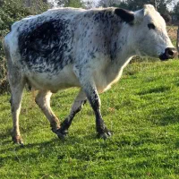 دورگ بی شاخ ۸ ماه شکم *جوان|حیوانات مزرعه|رشت, بازار|دیوار