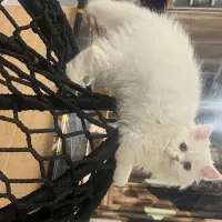 گربه بیریتیش و پرشین|گربه|شاهدشهر, |دیوار