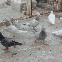 کفتر بوم و جفتگاه
