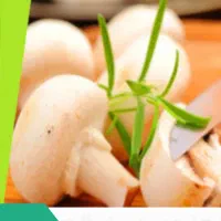 همکاری و استخدام جهت فعالیت در تولید قارچ