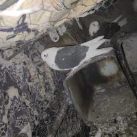 کفتر فروشی شهربابک خورسند|پرنده|شهر بابک, |دیوار